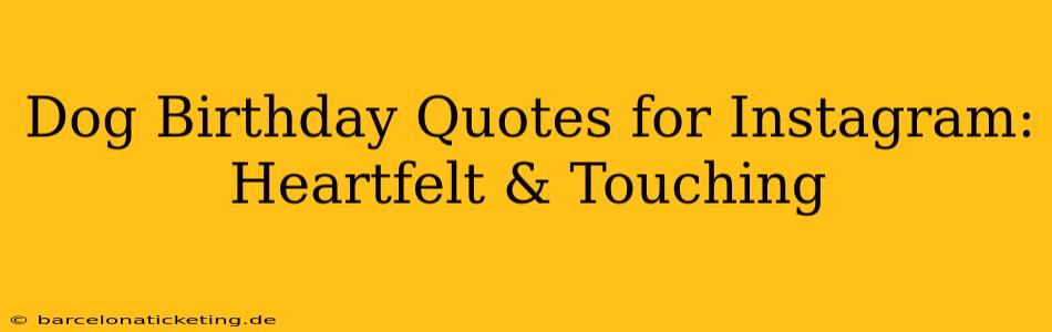 Dog Birthday Quotes for Instagram: Heartfelt & Touching