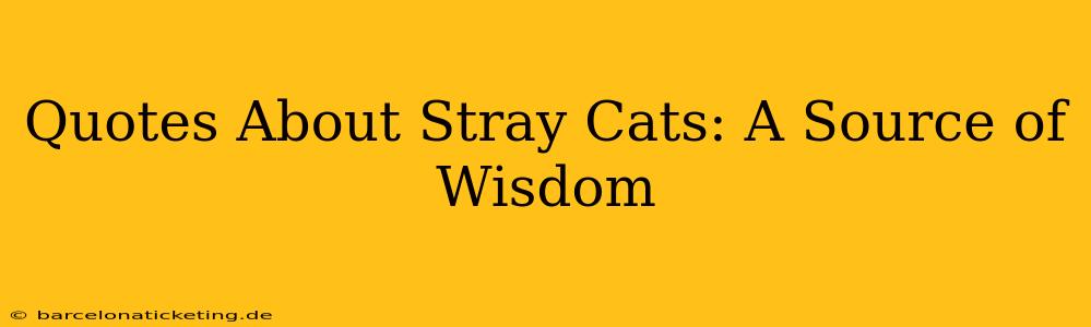Quotes About Stray Cats: A Source of Wisdom