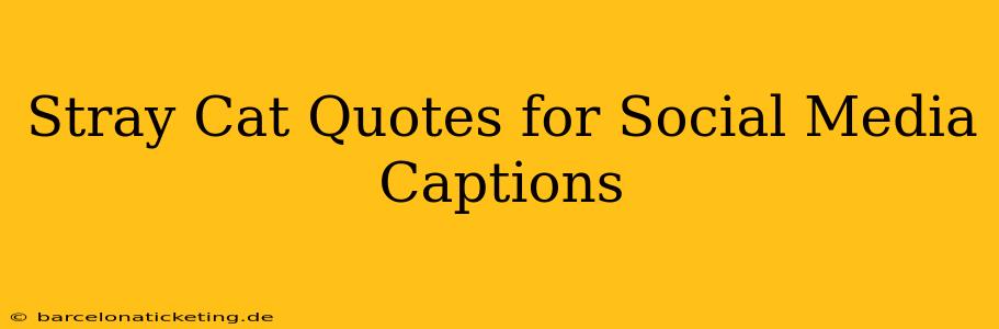 Stray Cat Quotes for Social Media Captions