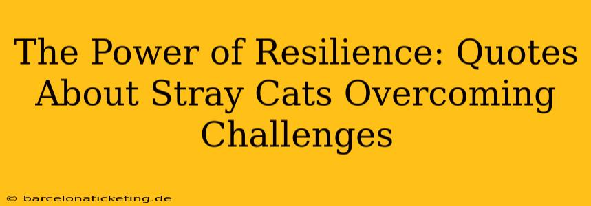 The Power of Resilience: Quotes About Stray Cats Overcoming Challenges
